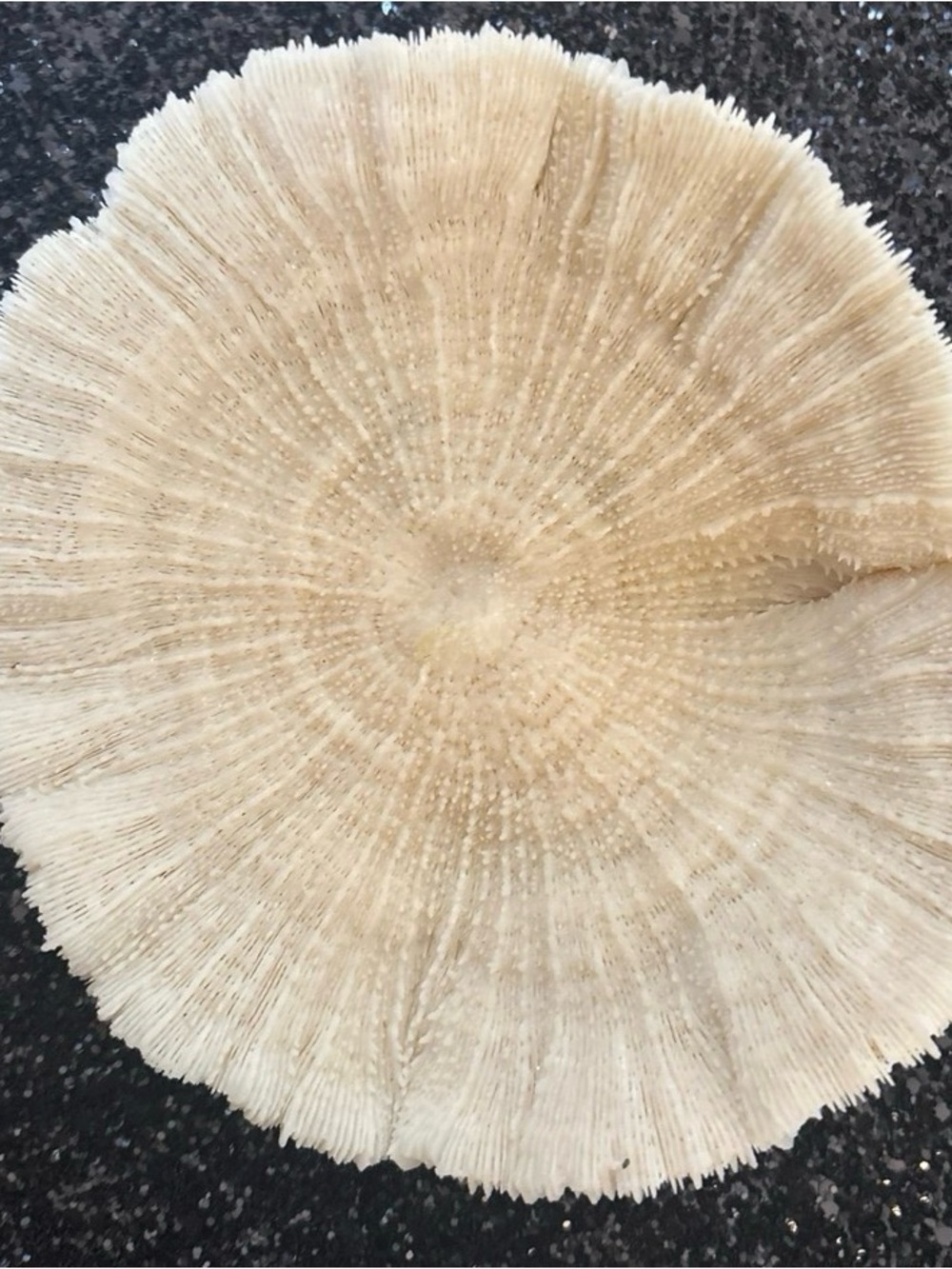 Coastal Seashell & Starfish Collection | Natural Beach Décor Display Bundle - Picture 4 of 11